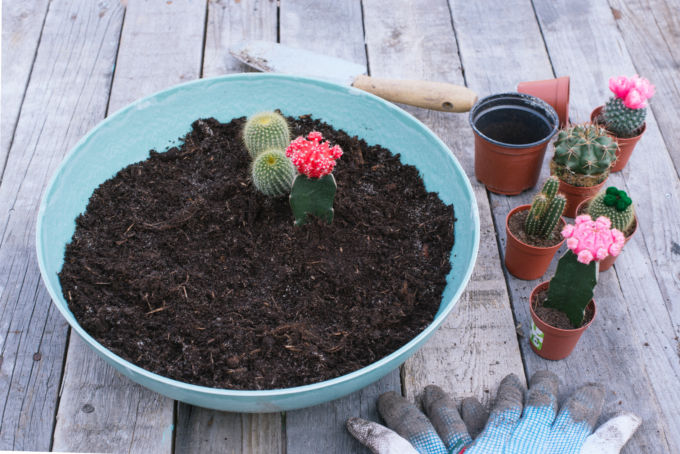 zo maak je een vetplantjes en cactussen tuin