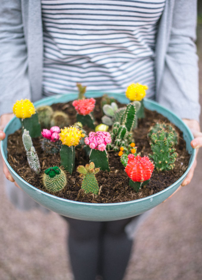 Bloeien wakker worden Het beste Maak een cactussentuin in een schaal | A Cup of Life